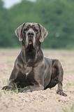 DOGUE ALLEMAND 587